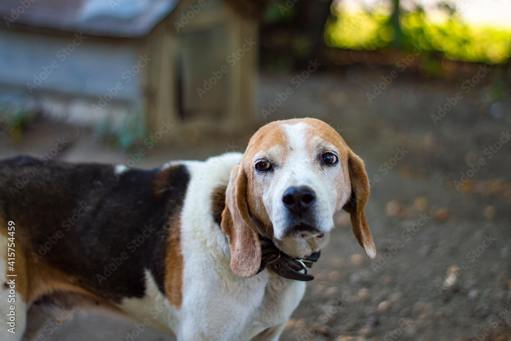 Estonian Hound dog outdoor portrait at cloudy day. Front view.