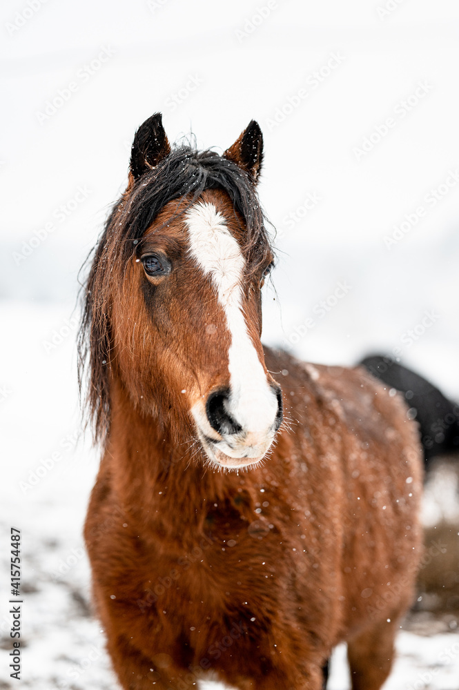 Beautiful stunning animal, horse stallion mare of welsh pony on snowy background. Portrait of a horse in snow. Beautiful stunning animal, horse stallion mare of welsh pony on snowy background. Portrait of a horse in snow.