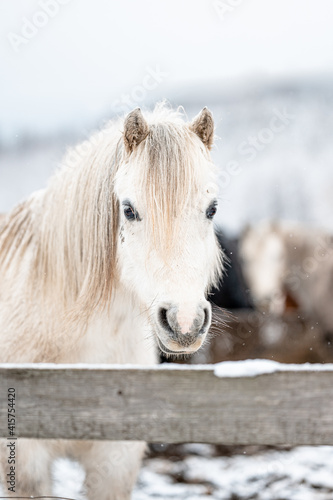 Beautiful stunning animal  horse stallion mare of welsh pony on snowy background. Portrait of a horse in snow.