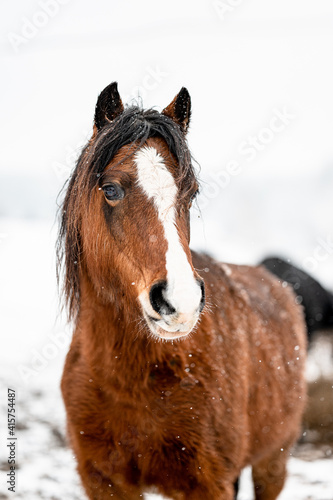 Beautiful stunning animal, horse stallion mare of welsh pony on snowy background. Portrait of a horse in snow.