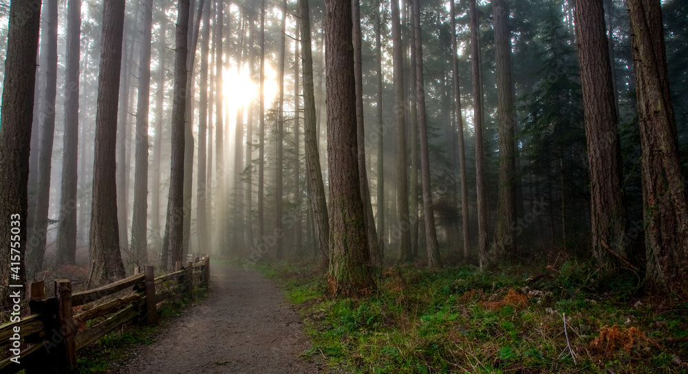 Fototapeta premium misty forest trail at Rathtrevor Provincial Park, Parksville, BC, Canada