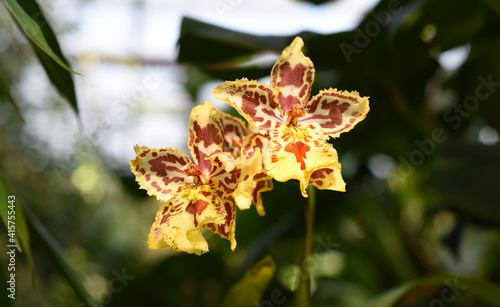 Two yellow spotted orchids cattleya photo