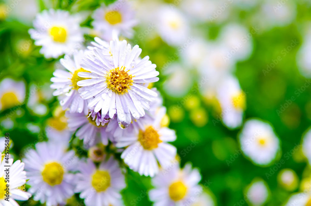 Fototapeta premium beautiful flower