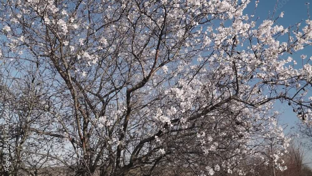Flowering Almonds Against The Sky. Flowering Almonds Against The Sky.