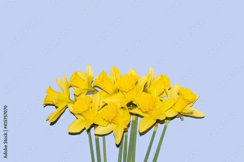 Fototapeta premium bouquet of yellow daffodils on a pastel blue background