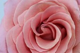 Close-up photo of fresh pink rose petals. Flower background in soft colour
