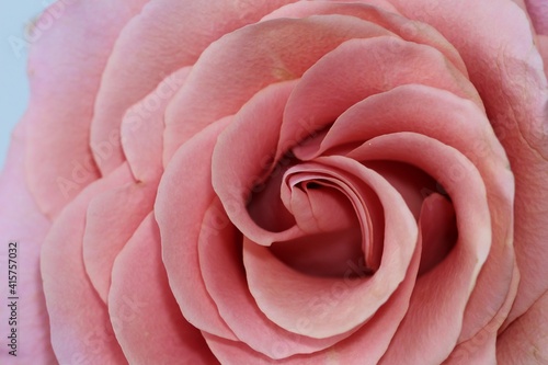 Close-up photo of fresh pink rose petals. Flower background in soft colour 