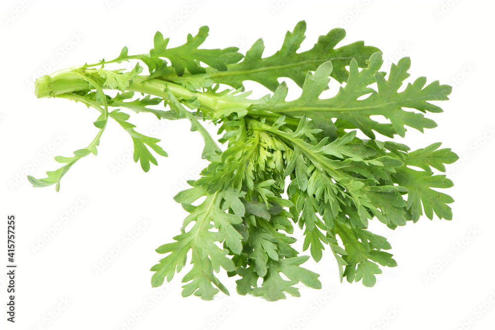 Escarole Endive on a white background Escarole Endive on a white background