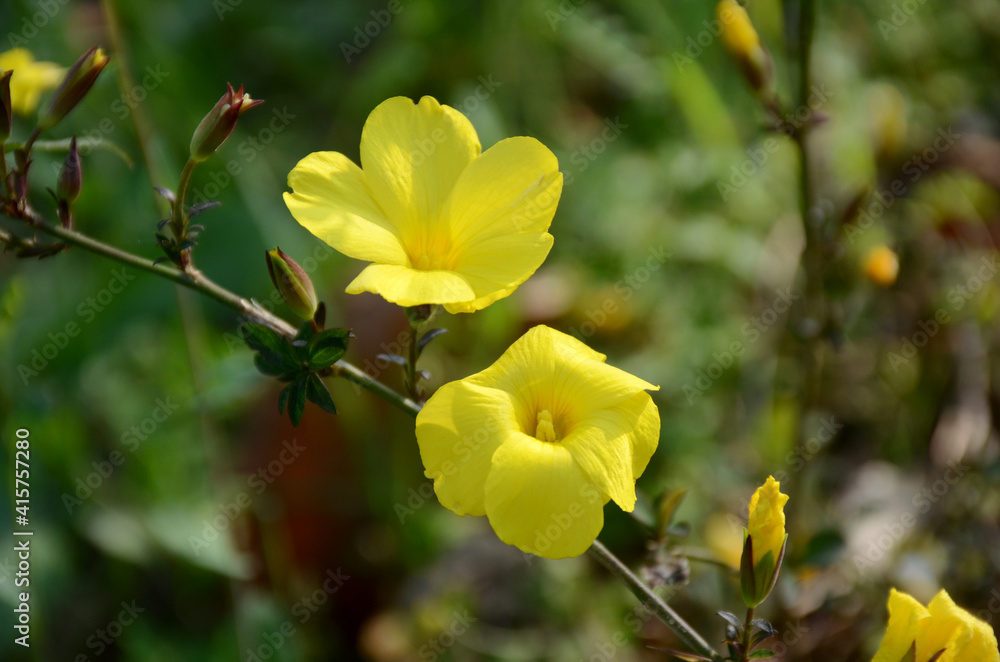 the yellow ripe petunia flowers with plant and green leaves in the garden. the yellow ripe petunia flowers with plant and green leaves in the garden.