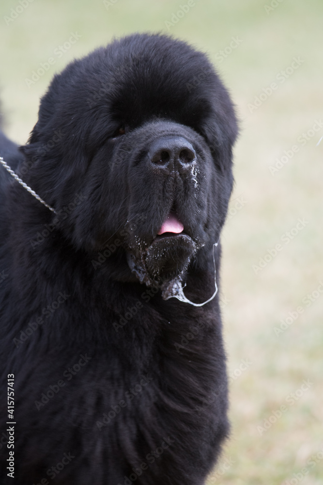 Fototapeta premium Slobbery Newfoundland