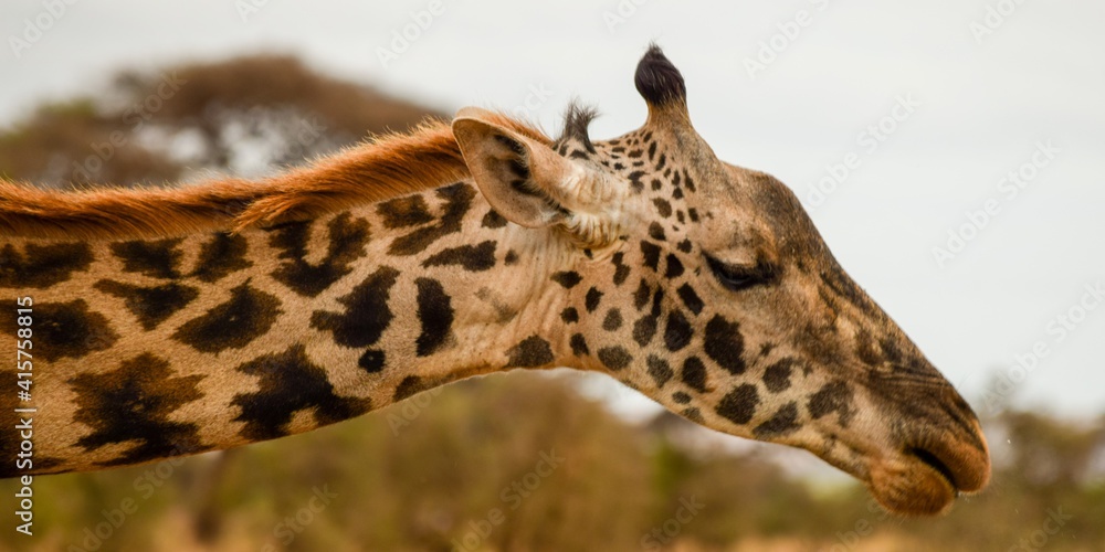 Obraz premium view of girafe in the wild