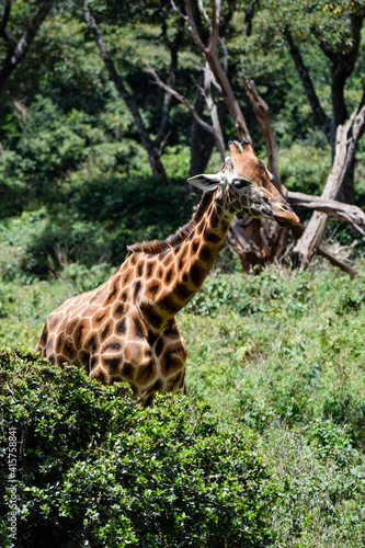 view of girafe in the wild