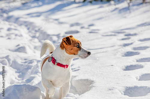 jack russell terrier hunting in the snow in a rack in the forest, horizontal,