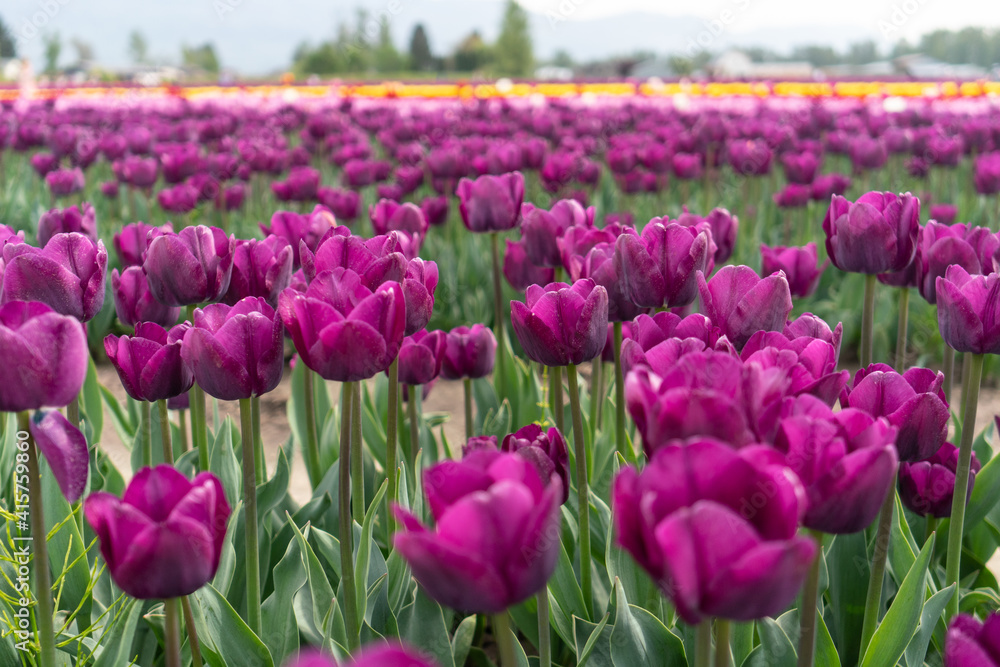 beds of blooming tulips on a farm