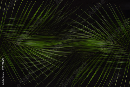 Tropical dark summer abstract nature background - green palm leaves as bizarre pattern on black color.