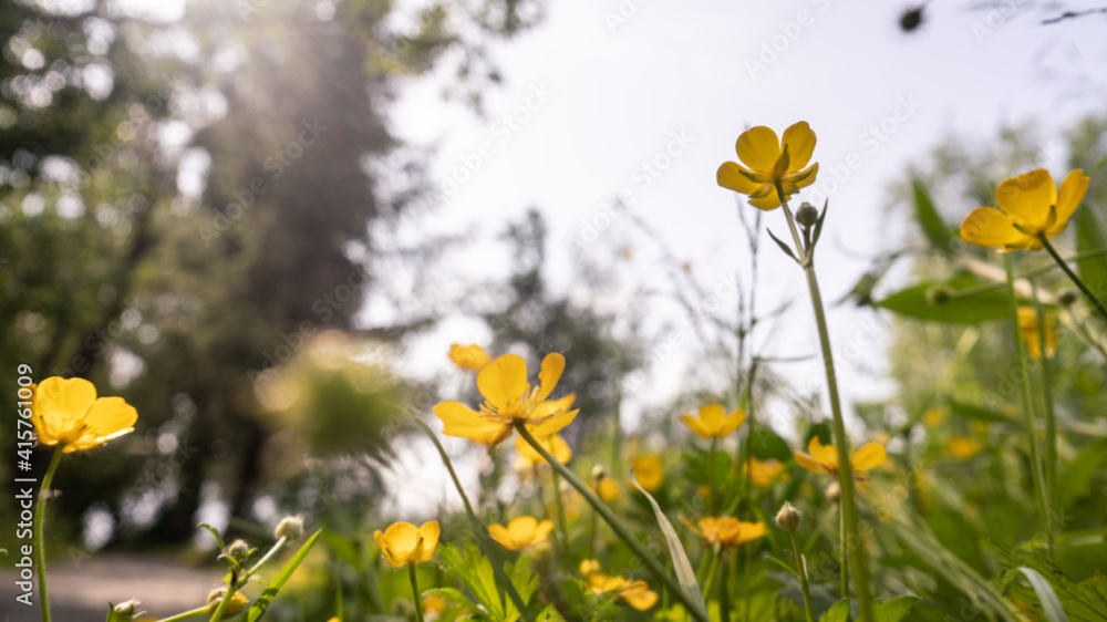 flowers blooming along the edge of a forest trail in spring