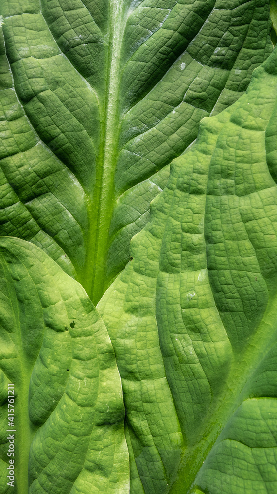 abstract close-up of large verdant green plant fronds abstract close-up of large verdant green plant fronds