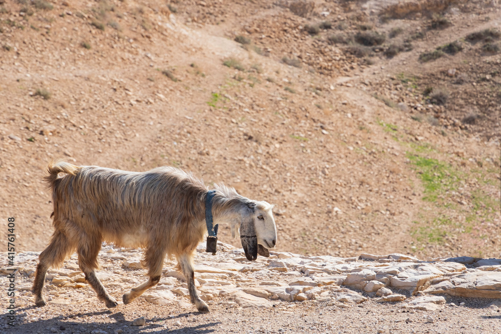 Goat walking in the sandy mountains of the Judean Desert. Israel Goat walking in the sandy mountains of the Judean Desert. Israel