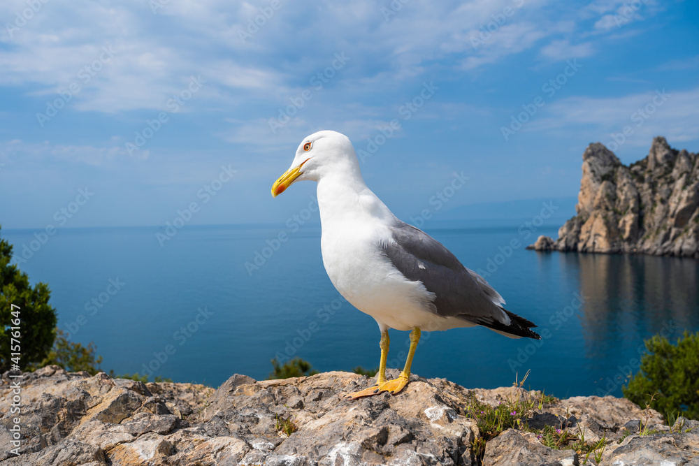 A close-up view of a seagull standing on a seaside rock and turning its head towards camera. A close-up view of a seagull standing on a seaside rock and turning its head towards camera.