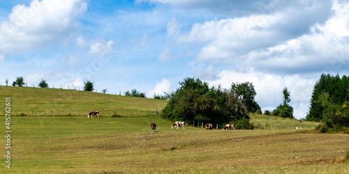 landscape with montbeliard cows