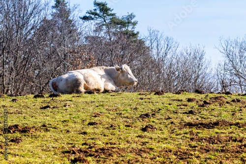 charolais cow in mountain pasture photo