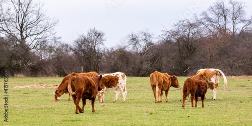 flock of cows in pasture