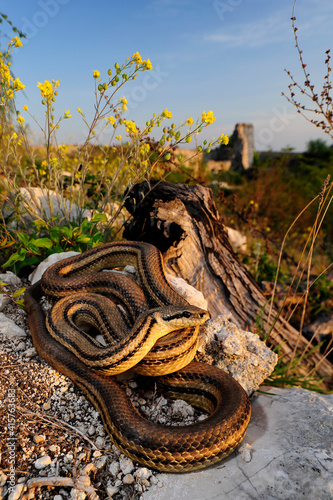 Four-lined snake // Vierstreifennatter (Elaphe quatuorlineata)  photo