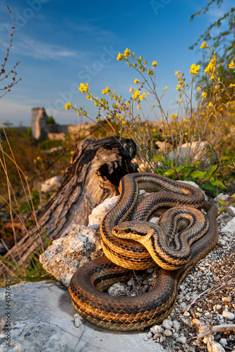 Four-lined snake // Vierstreifennatter (Elaphe quatuorlineata)  photo