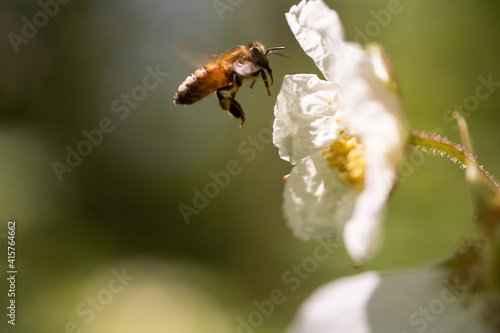 honey bee hovering beside a new wild blackberry blossom