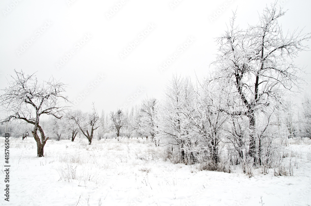 Fototapeta premium winter landscape