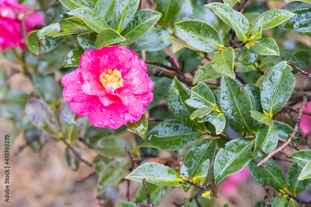 水滴のついたピンクの花