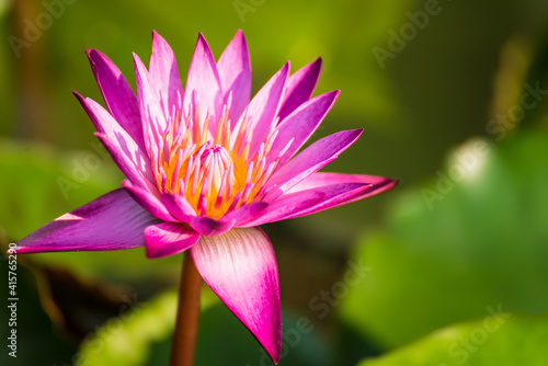 Purple lotus flower or water lily. The background is lotus leaf in a pond Beautiful sunlight and sunshine in the morning. Soft selected focus