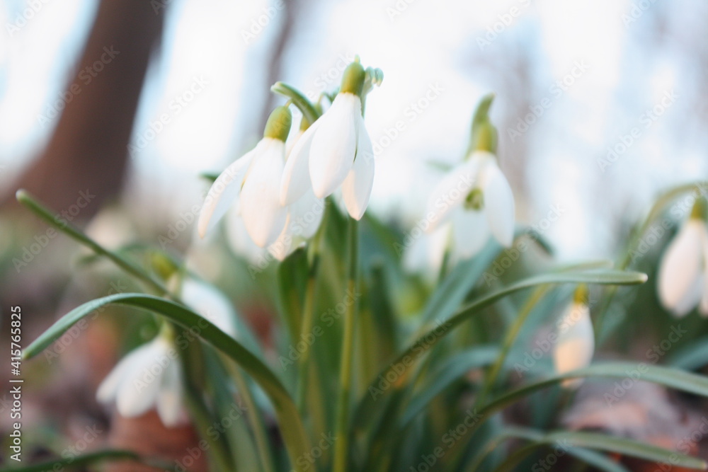 Close-up of snowdrops in the woods at sunset Close-up of snowdrops in the woods at sunset