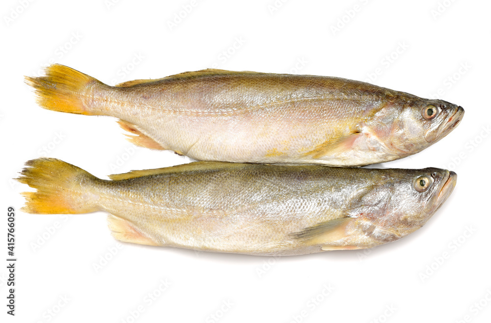 Yellow Croaker Fish On White background Yellow Croaker Fish On White background