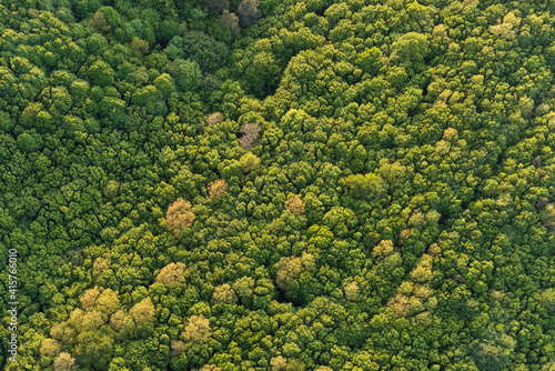 Aerial view of a deep forest at sunset