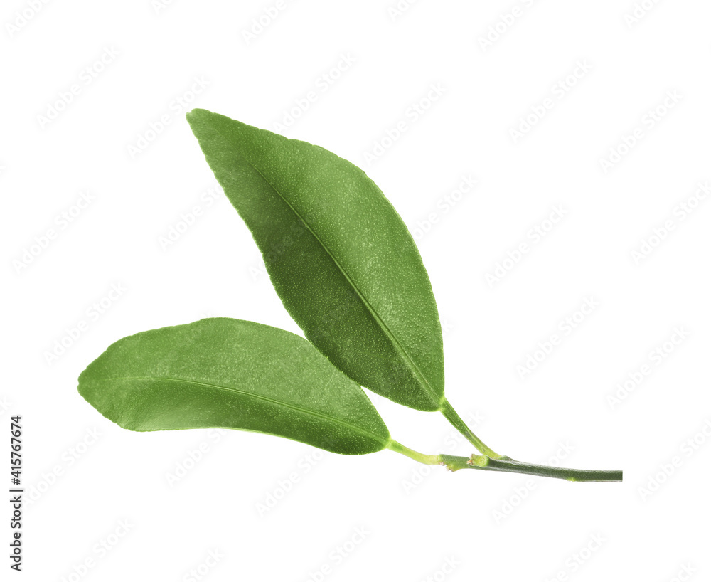 Green leaves of kumquat tree on white background Green leaves of kumquat tree on white background