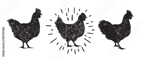 Chicken hand drawn illustration, Vector illustration.