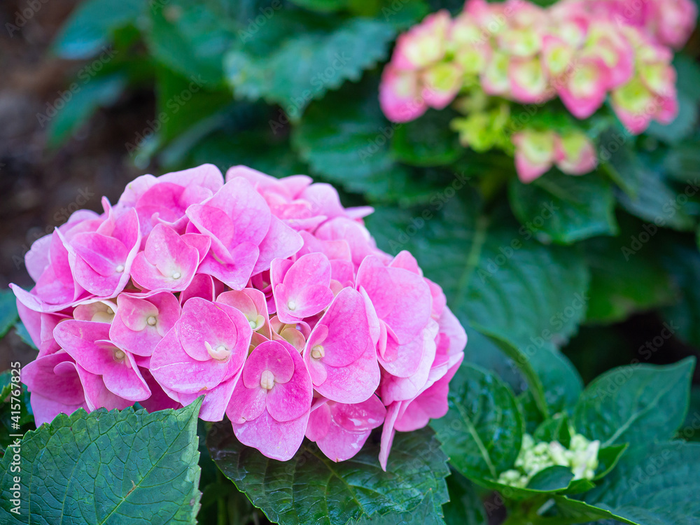 Close-up of pink and blue hydrangea (Hydrangea macrophylla) is blooming in a garden. Beautiful bush of hortensia flowers Close-up of pink and blue hydrangea (Hydrangea macrophylla) is blooming in a garden. Beautiful bush of hortensia flowers