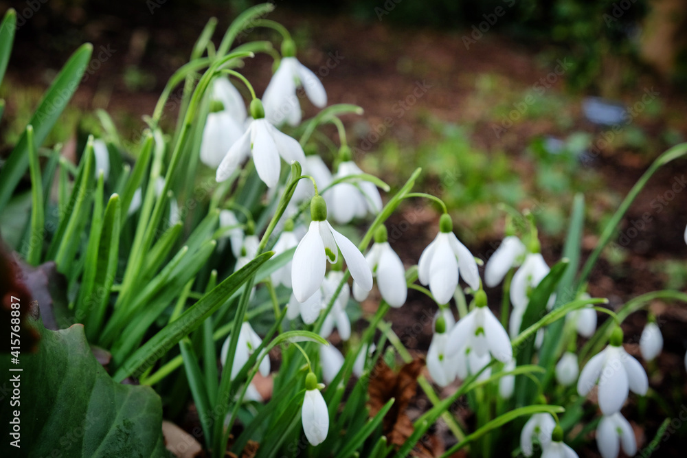 Fototapeta premium The white flowers of the giant snowdrop, galanthus elwesii, in bloom