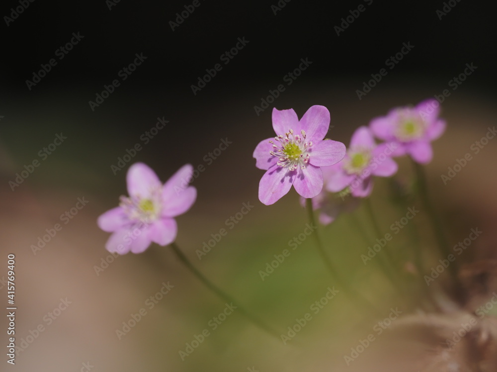 Fototapeta premium 春の雪割草