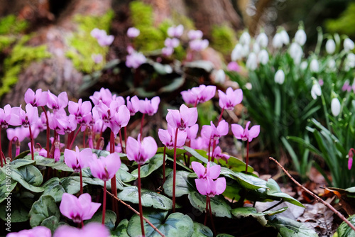 Tableau sur toile Cyclamen coum, the eastern sowbread, in flower