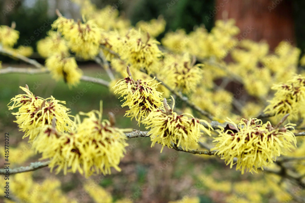 Hamamelis x intermedia 'savill starlight'' witch hazel iin flower during the winter Hamamelis x intermedia 'savill starlight'' witch hazel iin flower during the winter