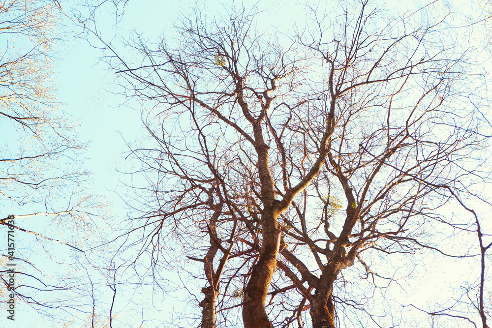 Empty tree branches in the spring Empty tree branches in the spring