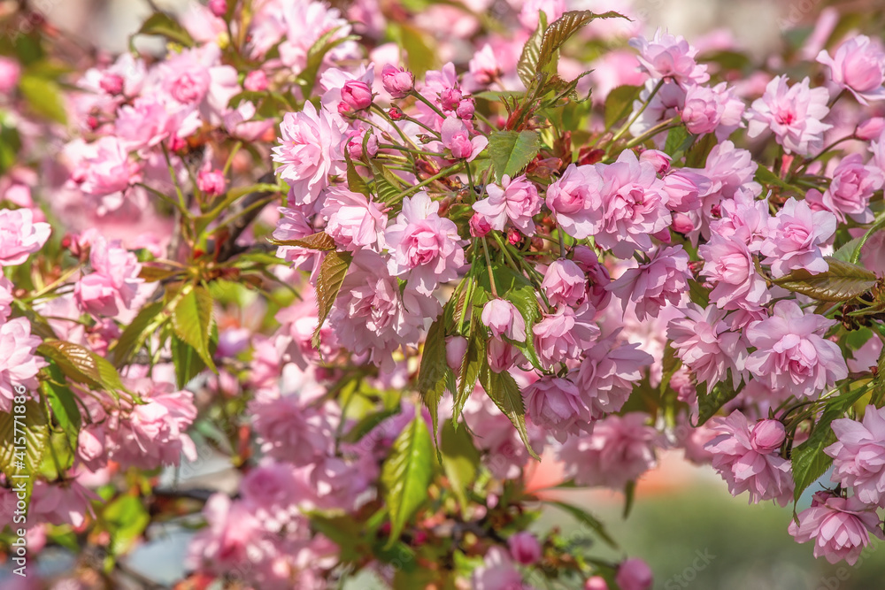Sakura branch in blossom, beautiful springtime outdoor background Sakura branch in blossom, beautiful springtime outdoor background