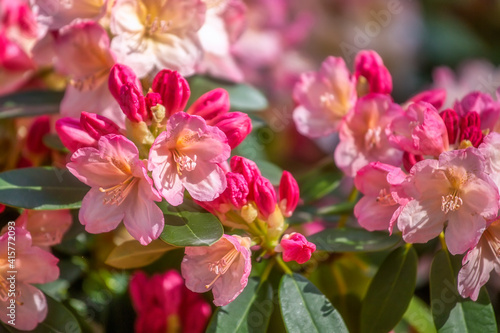 Rhododendron blossom, springtime outdoor background