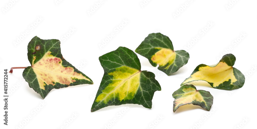 Ivy leaves, Hedera helix leaf pile isolated on white background