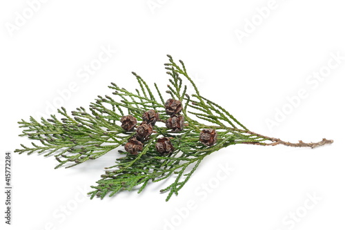 Valokuva Redwood tree leaves, twig with small pine cones isolated on white background