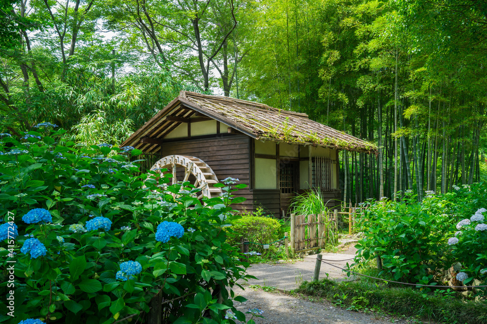 府中郷土の森公園の紫陽花と水車小屋