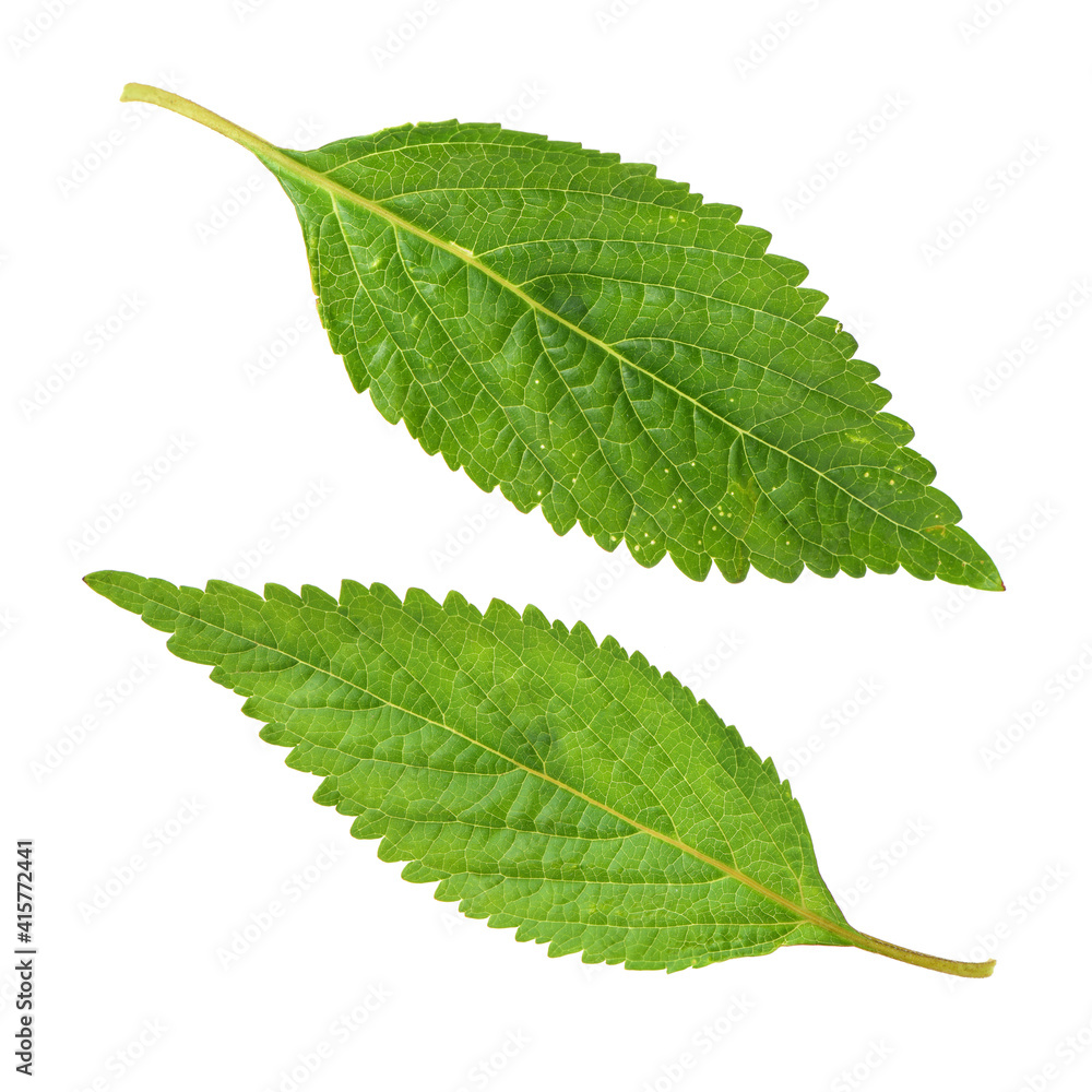 Fototapeta premium Mint leaf isolated over white background