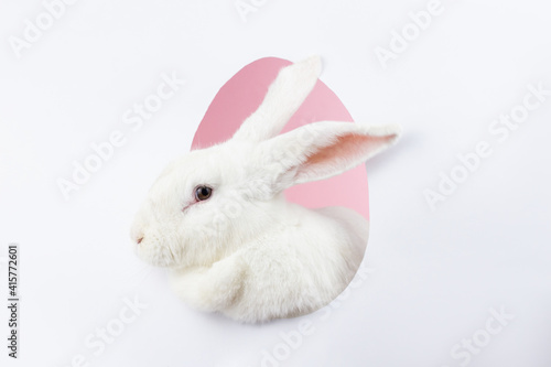 white Easter cute fluffy bunny peeks out of the silhouette of an egg on a pastel pink background. Easter bunny for the religious holiday of spring Easter. Greeting card, close-up, Minimalism